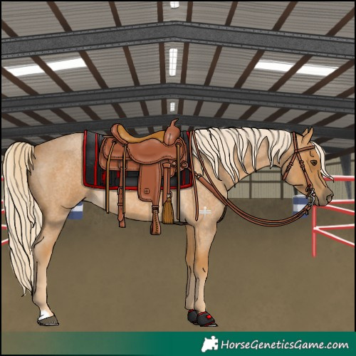 Horse Color:Palomino Roan