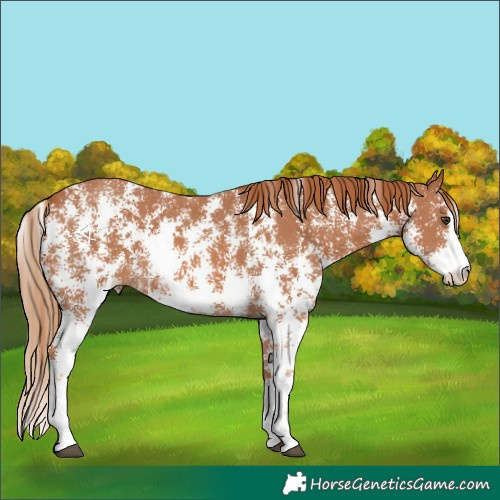 Horse Color:Chestnut Sabino