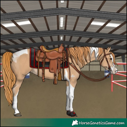 Horse Color:Chestnut Splash Tobiano Appaloosa