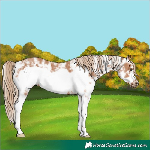 Horse Color:Chestnut Sabino Frame 