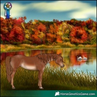 Horse Color:Chestnut Rabicano 