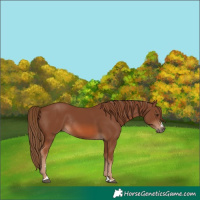 Horse Color:Chestnut Rabicano