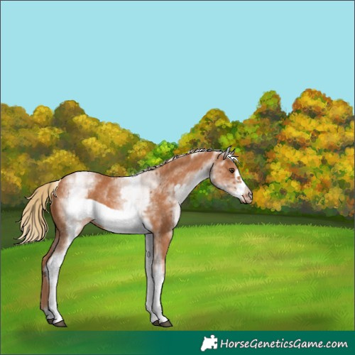 Horse Color:White Spotted Chestnut Frame 
