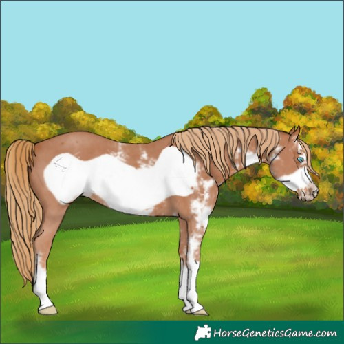 Horse Color:Chestnut Sabino Frame 
