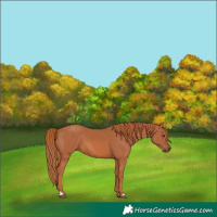 Horse Color:Chestnut 