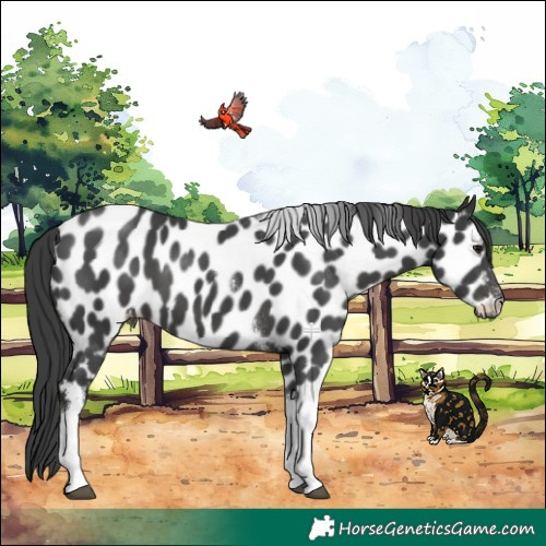 Horse Color:Black Tobiano Appaloosa 