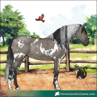 Horse Color:White Spotted Grullo Rabicano