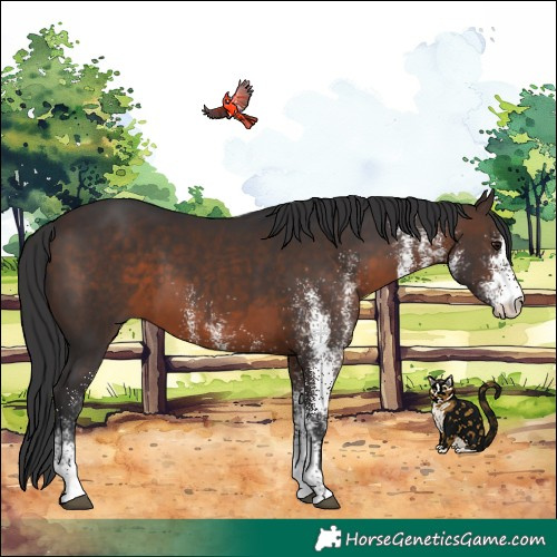 Horse Color:White Spotted Brown 