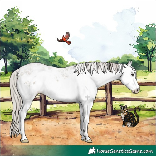 Horse Color:White Spotted Silver Grullo Rabicano 