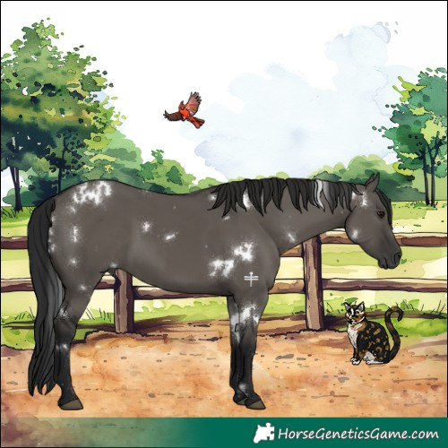 Horse Color:Gray White Spotted Grullo 