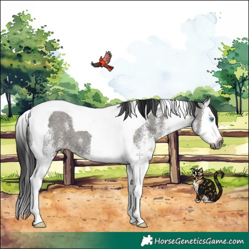 Horse Color:Gray White Spotted Grullo Splash Tobiano 
