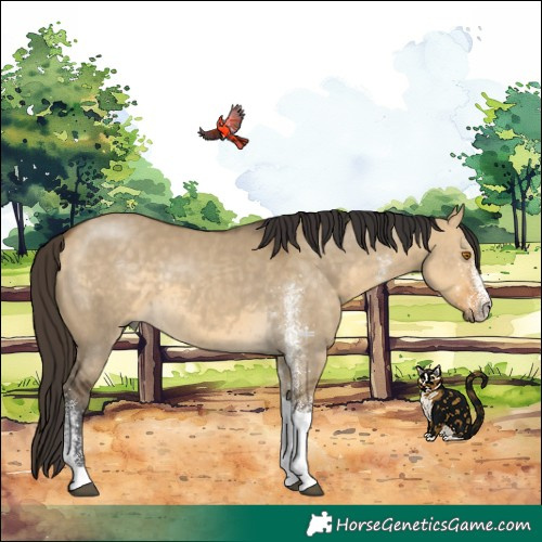 Horse Color:White Spotted Buckskin Dun Tobiano 