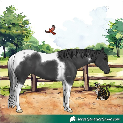 Horse Color:Black Tobiano