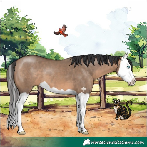 Horse Color:Brown Dun Splash