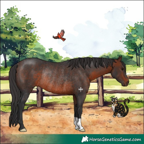 Horse Color:Brown Rabicano 