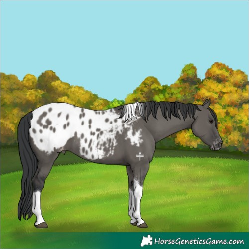 Horse Color:Grullo Tobiano Appaloosa 