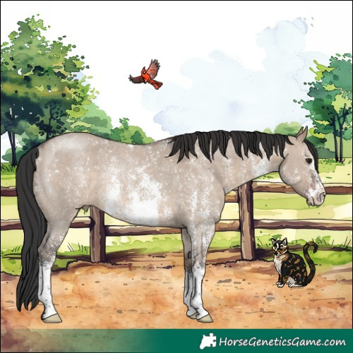 Horse Color:Brown Dun Sabino Rabicano