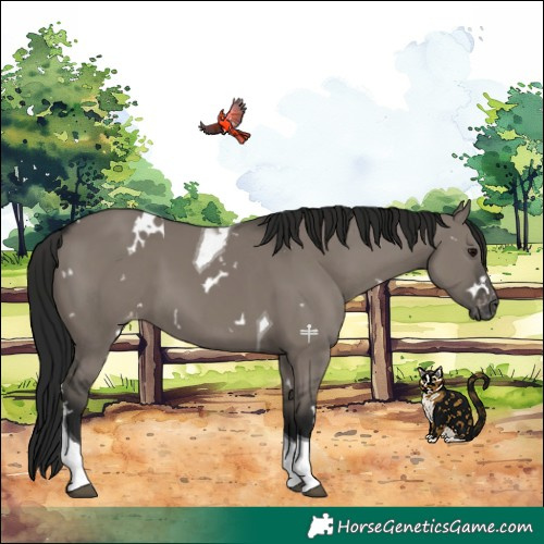 Horse Color:Gray White Spotted Grullo Tobiano Appaloosa Rabicano