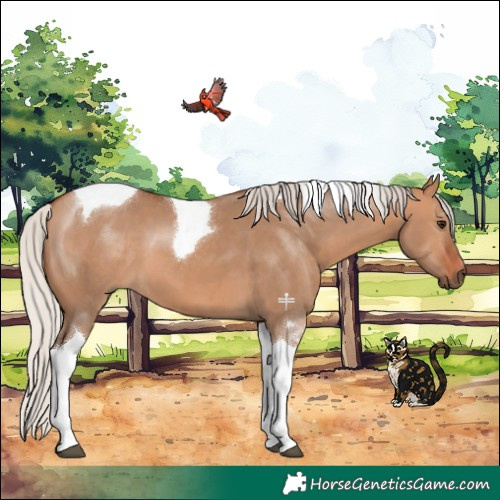 Horse Color:Silver Bay Dun Tobiano