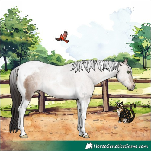 Horse Color:Brown Dun Tobiano
