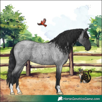 Horse Color:Blue Roan