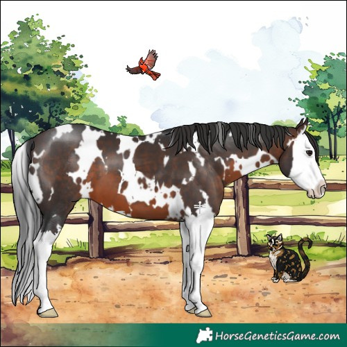 Horse Color:White Spotted Brown Splash 