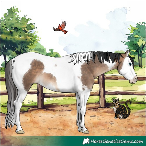 Horse Color:Bay Dun Splash Tobiano