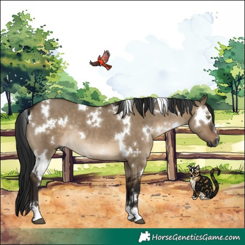 Horse Color:Gray White Spotted Brown Dun Rabicano