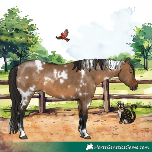Horse Color:Gray White Spotted Bay Dun
