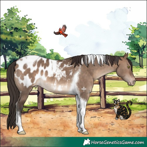 Horse Color:Brown Dun Tobiano Appaloosa