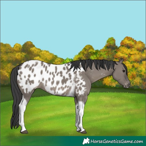 Horse Color:Grullo Tobiano Appaloosa