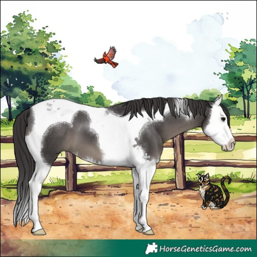 Horse Color:Smoky Black Splash Tobiano
