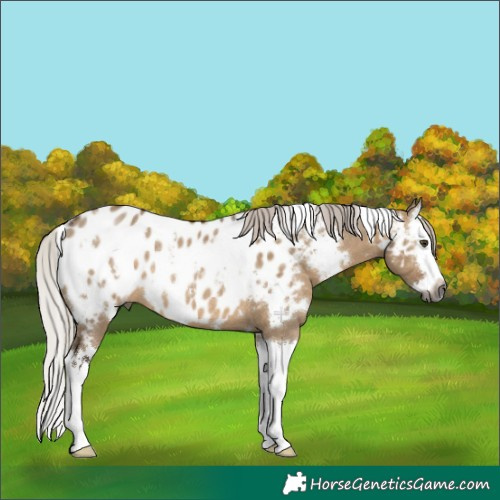 Horse Color:Gray White Spotted Silver Brown Dun Splash Appaloosa Rabicano