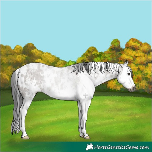 Horse Color:Gray White Spotted Grullo Splash Appaloosa Rabicano