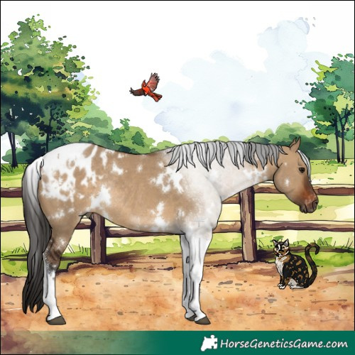 Horse Color:Gray White Spotted Bay Dun Tobiano Appaloosa Rabicano