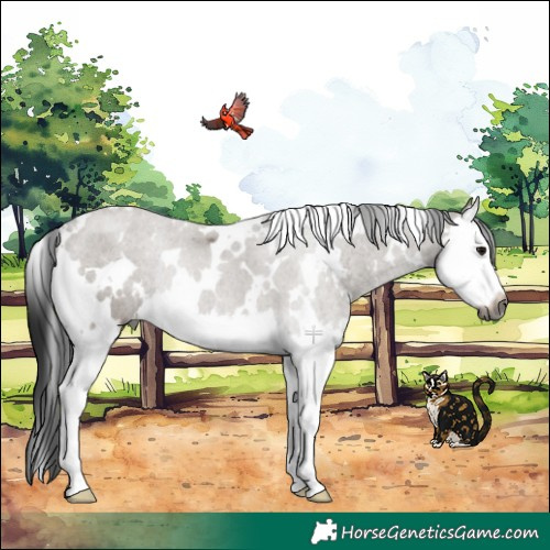 Horse Color:Gray White Spotted Grullo Splash Rabicano 