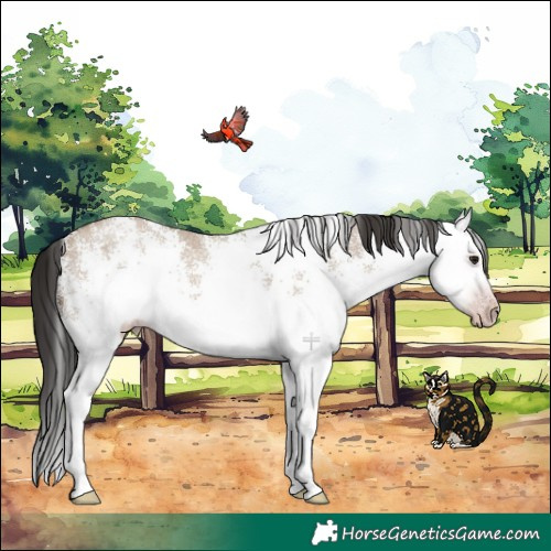 Horse Color:Gray White Spotted Classic Champagne Dun Splash 