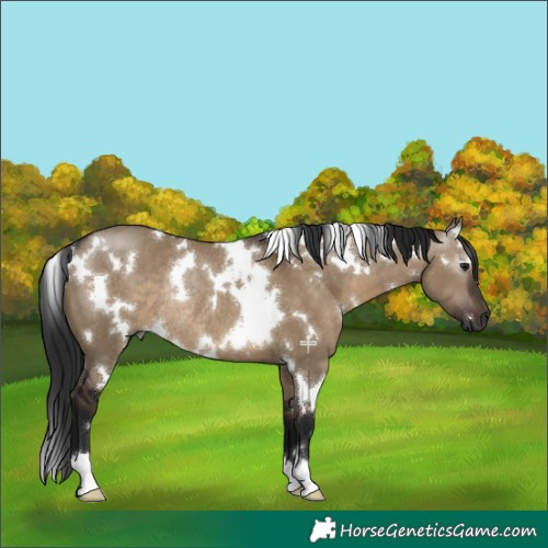 Horse Color:Gray White Spotted Brown Dun Rabicano 