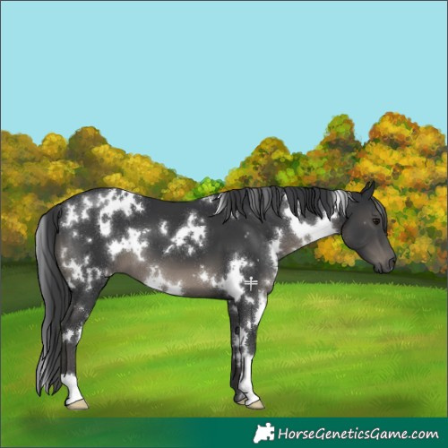 Horse Color:White Spotted Black 