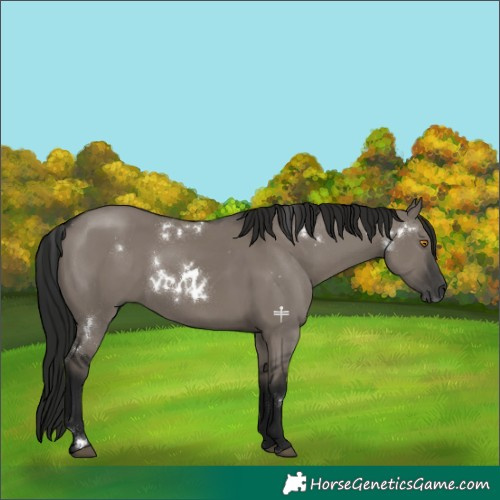 Horse Color:Gray White Spotted Grullo Rabicano