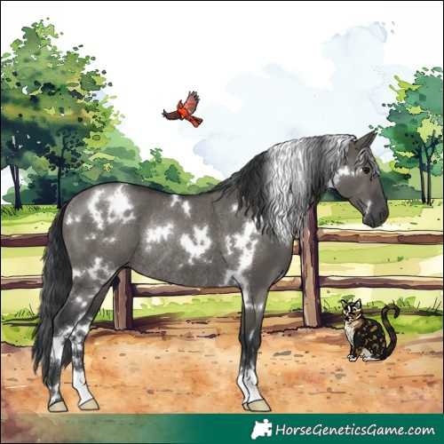 Horse Color:White Spotted Grullo Rabicano