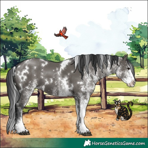 Horse Color:White Spotted Grullo