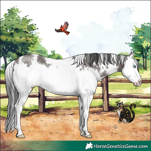 Horse Color:White Spotted Smoky Grullo Splash Rabicano 