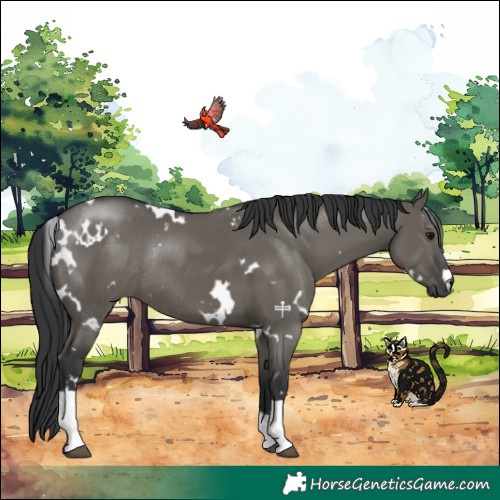 Horse Color:White Spotted Grullo Tobiano Rabicano 