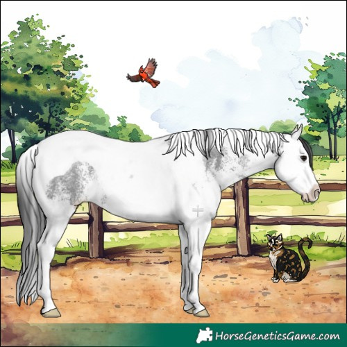 Horse Color:White Spotted Black Splash Tobiano Rabicano