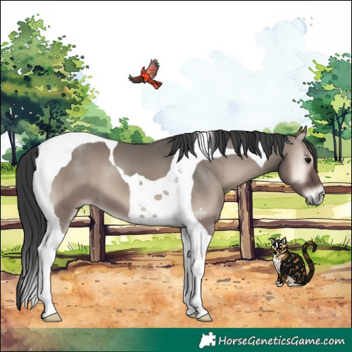 Horse Color:Grullo Onyx Tobiano 