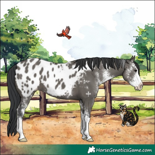 Horse Color:Grullo Sabino Appaloosa