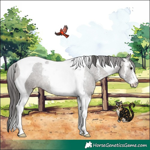 Horse Color:Grullo Sabino Tobiano Appaloosa Rabicano 