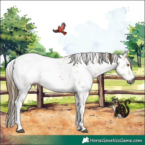 Horse Color:Gray White Spotted Buckskin Dun Sabino Appaloosa Rabicano
