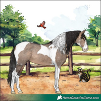 Horse Color:Brown Dun Sabino Tobiano